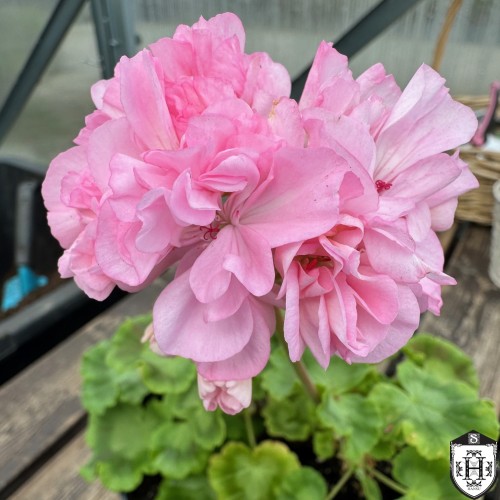 Pelargonium 'Jeannie Hunt' - Pelargoon 'Jeannie Hunt' P9/0,55L